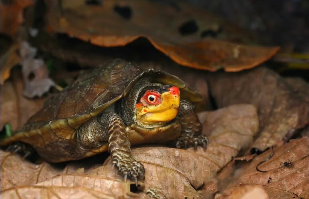 野生で最も広く分布する淡水ガメは?カメのトリビア 8 選