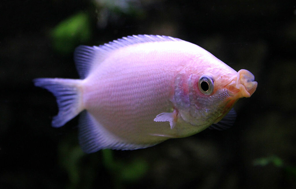 観賞魚の求愛行動の秘密:バルーンモーリーは「チャチャ」を踊り、グッピーは「フラメンコ」を踊る