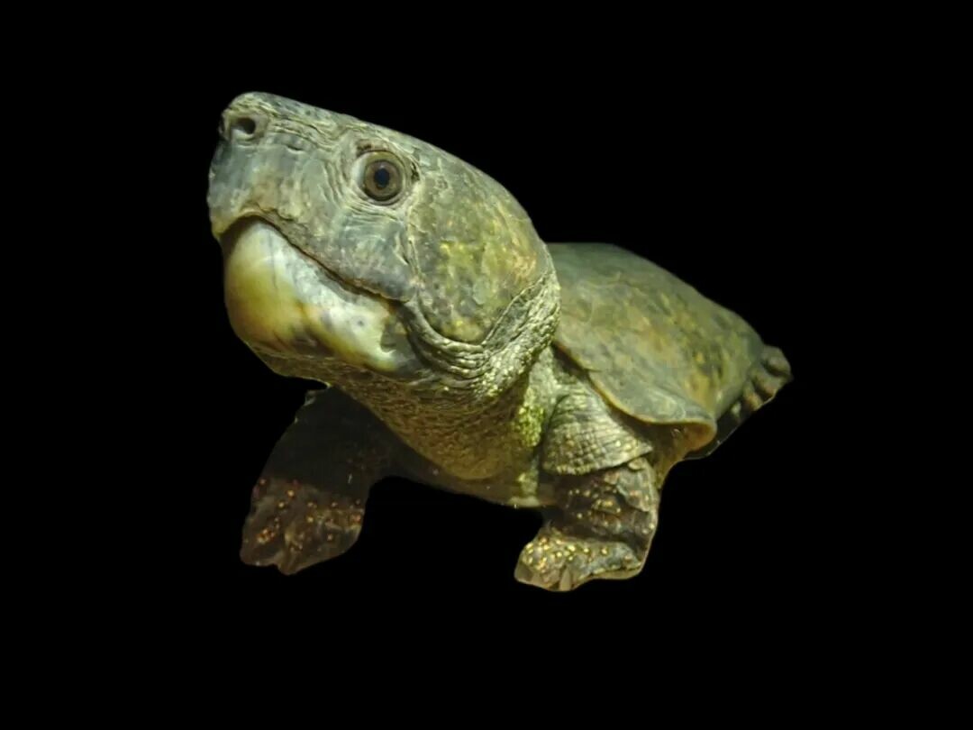 亀の餌がない?亀が食べられる人間の日常食 6 選、緊急時の餌やりガイド