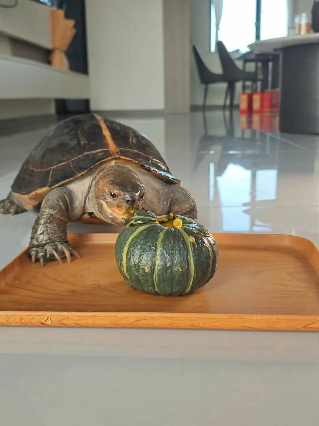 亀の餌がない?亀が食べられる人間の日常食 6 選、緊急時の餌やりガイド