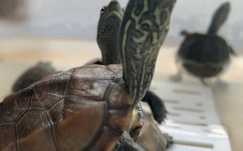 8 Recommendations for Gentle Pet Turtles That Don’t Bite, Highly Interactive and a No-Brainer for Beginners