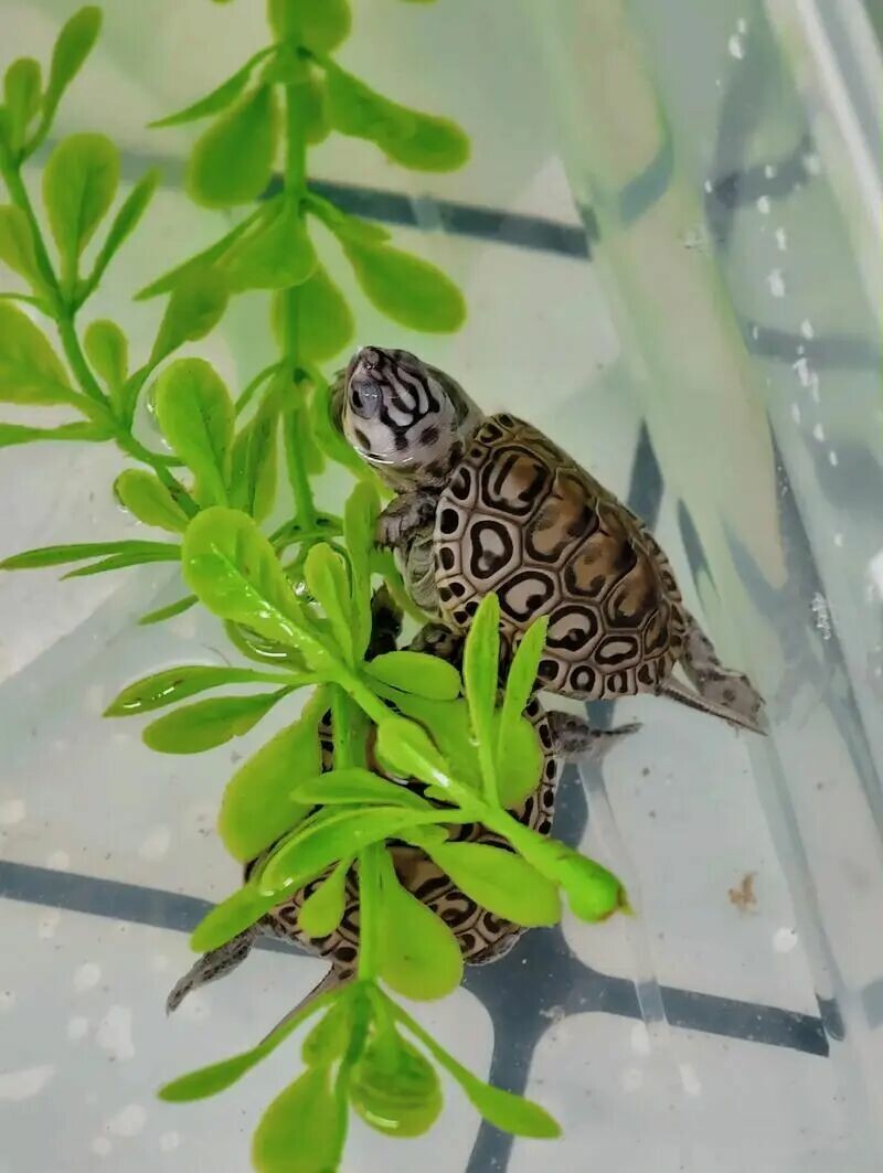 龟苗冷水过冬:秋季喂食攻略,避开 3 大肠胃雷区!