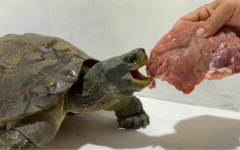 喂乌龟吃肉怎么喂？5 大资深经验，肉类、频率、温度一次说清！