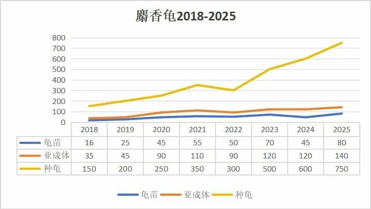 蛋龟市场行情预测:2026 政策前,中端品种最佳布局策略