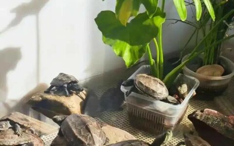 秋季养龟注意什么？3 招避开喂食误区，让乌龟安稳度秋