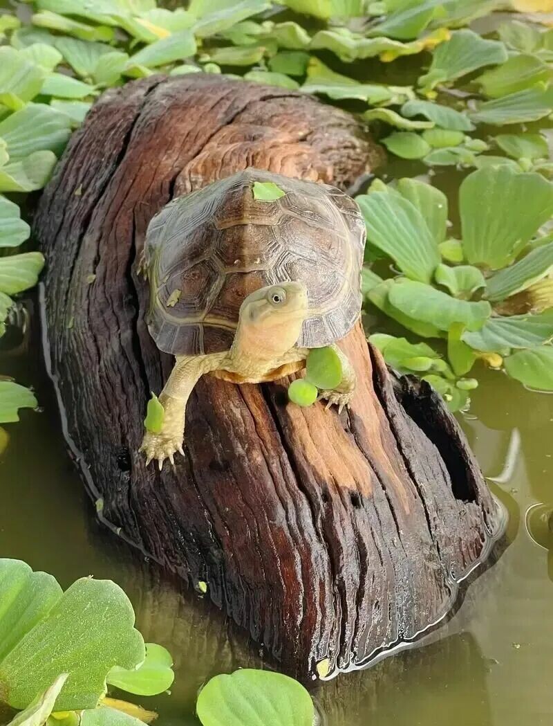百科全书