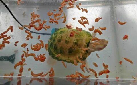 虾干喂龟能补钙？错！乌龟软甲、缺钙真相与科学补钙法