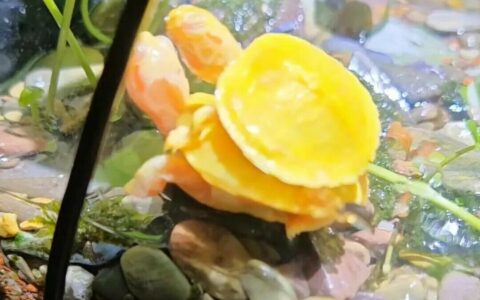 性价比高的乌龟品种推荐：这 7 种百元内高颜值又好养