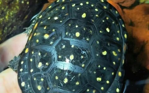 秋季养龟：24℃水温喂食法，精准控温防肠炎