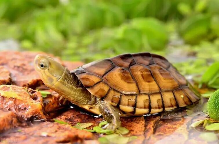 Autumn Turtle Enteritis Prevention: 3 Key Care Tips to Help Your Beloved Turtle Get Through Autumn Safely!