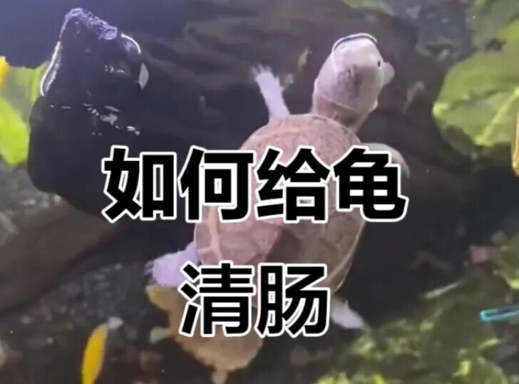 乌龟冬眠如何清肠？避开 35% 死亡率的保命指南！