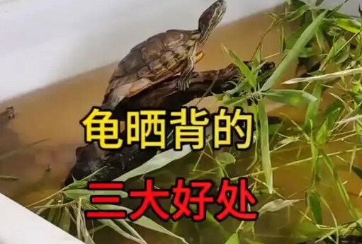 乌龟晒背正确方法、黄金时间与致命误区详解