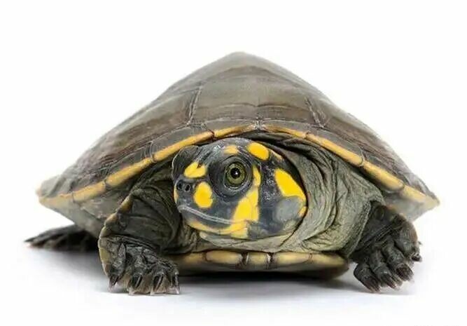 Autumn Turtle Anorexia and Lethargy: Suspected Indigestion or Intestinal Obstruction—Here's How to Handle It Correctly!