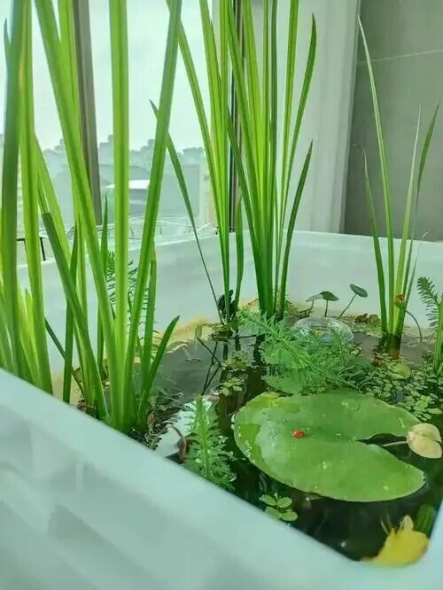 懒人养龟水质净化:三剑客搞定龟缸清洁,轻松打造生态缸