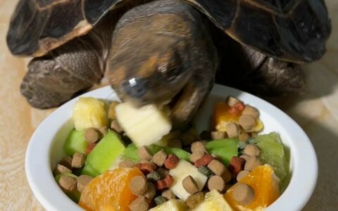 A Meat-Feeding Guide for Turtles: What Meats Can They Eat? Avoid Taboos to Raise a Healthy Turtle!