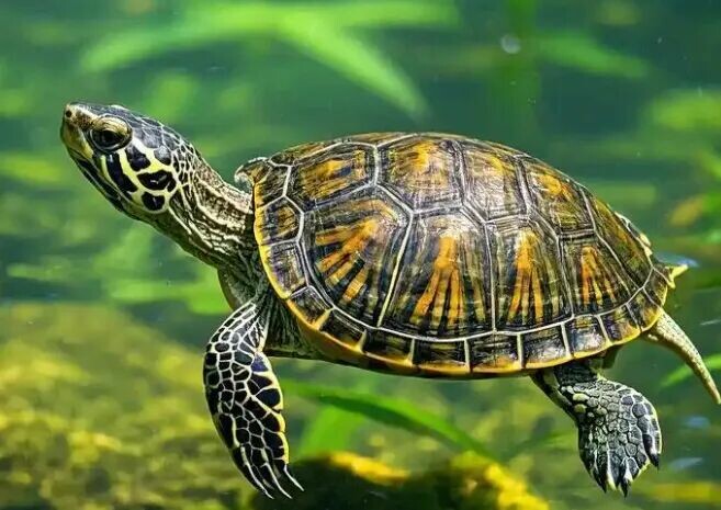 7 Signs Your Turtle Trusts You: It Already Sees You as Family!