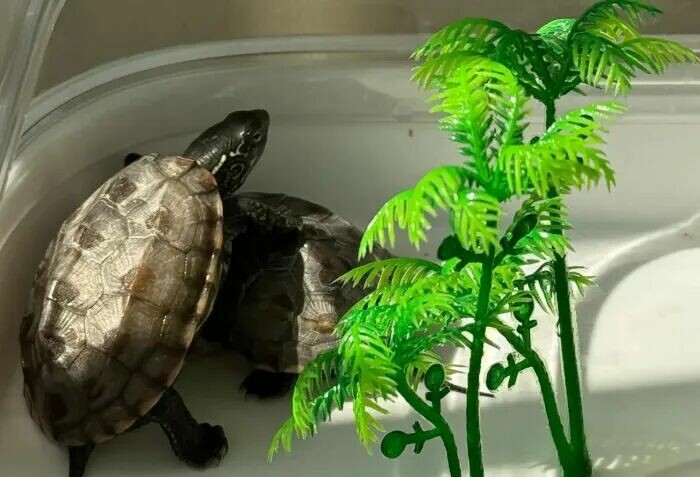 カメが飼い主を信頼している 7 つのサイン:あなたを家族だと思っています!