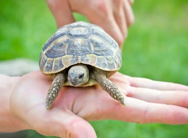 カメが飼い主を信頼している 7 つのサイン:あなたを家族だと思っています!