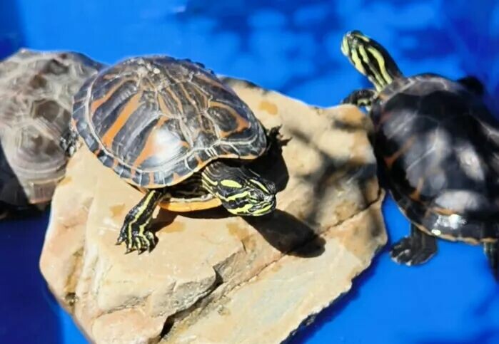 7 Signs Your Turtle Trusts You: It Already Sees You as Family!