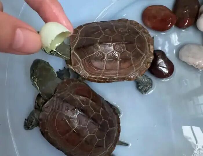 7 Signs Your Turtle Trusts You: It Already Sees You as Family!