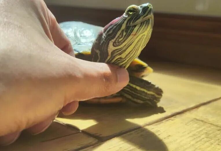 7 Signs Your Turtle Trusts You: It Already Sees You as Family!