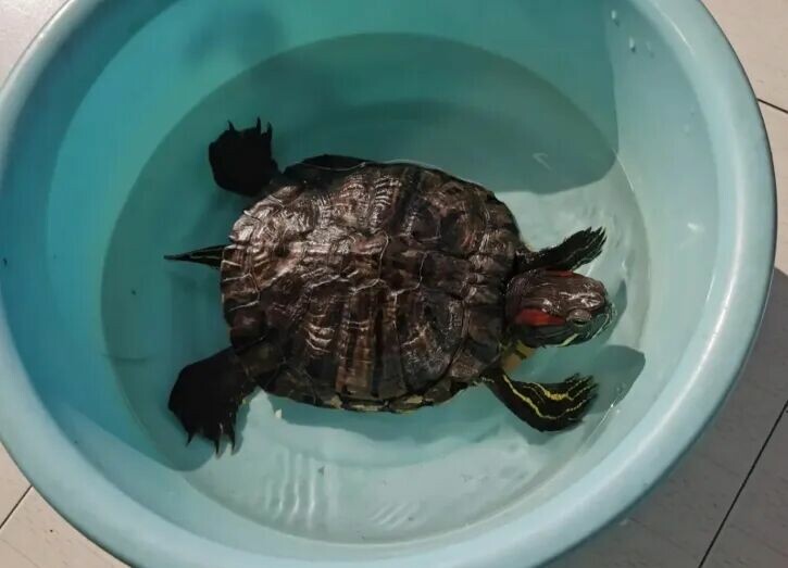 カメが飼い主を信頼している 7 つのサイン:あなたを家族だと思っています!