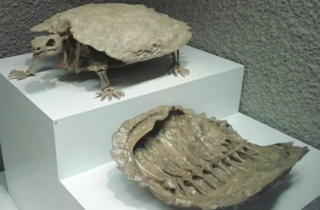 Unveiling the Evolutionary History of Turtles: How Did Turtles of the Dinosaur Age Evolve Their Hard Shells?