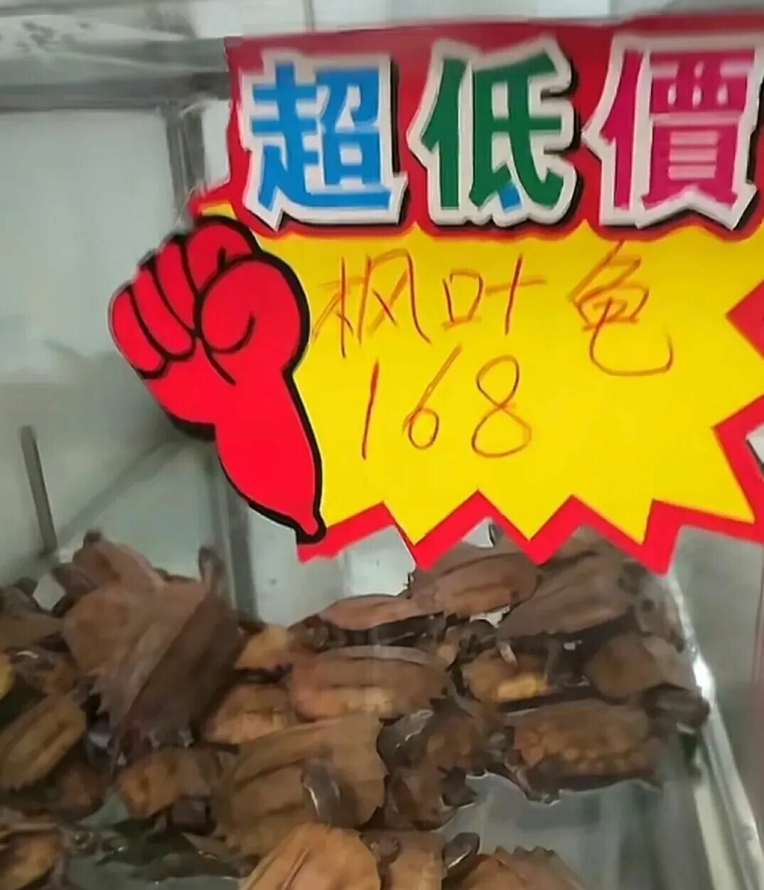 哪种乌龟长不大?10 种成年体型仅 10 厘米的迷你龟推荐