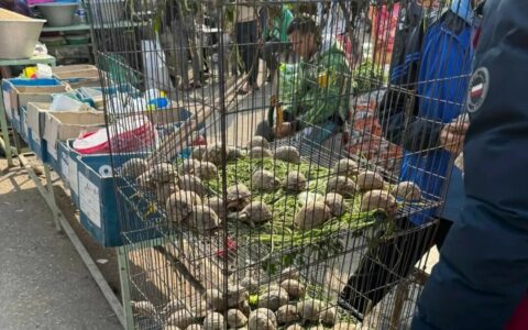 哪种乌龟长不大？10 种成年体型仅 10 厘米的迷你龟推荐