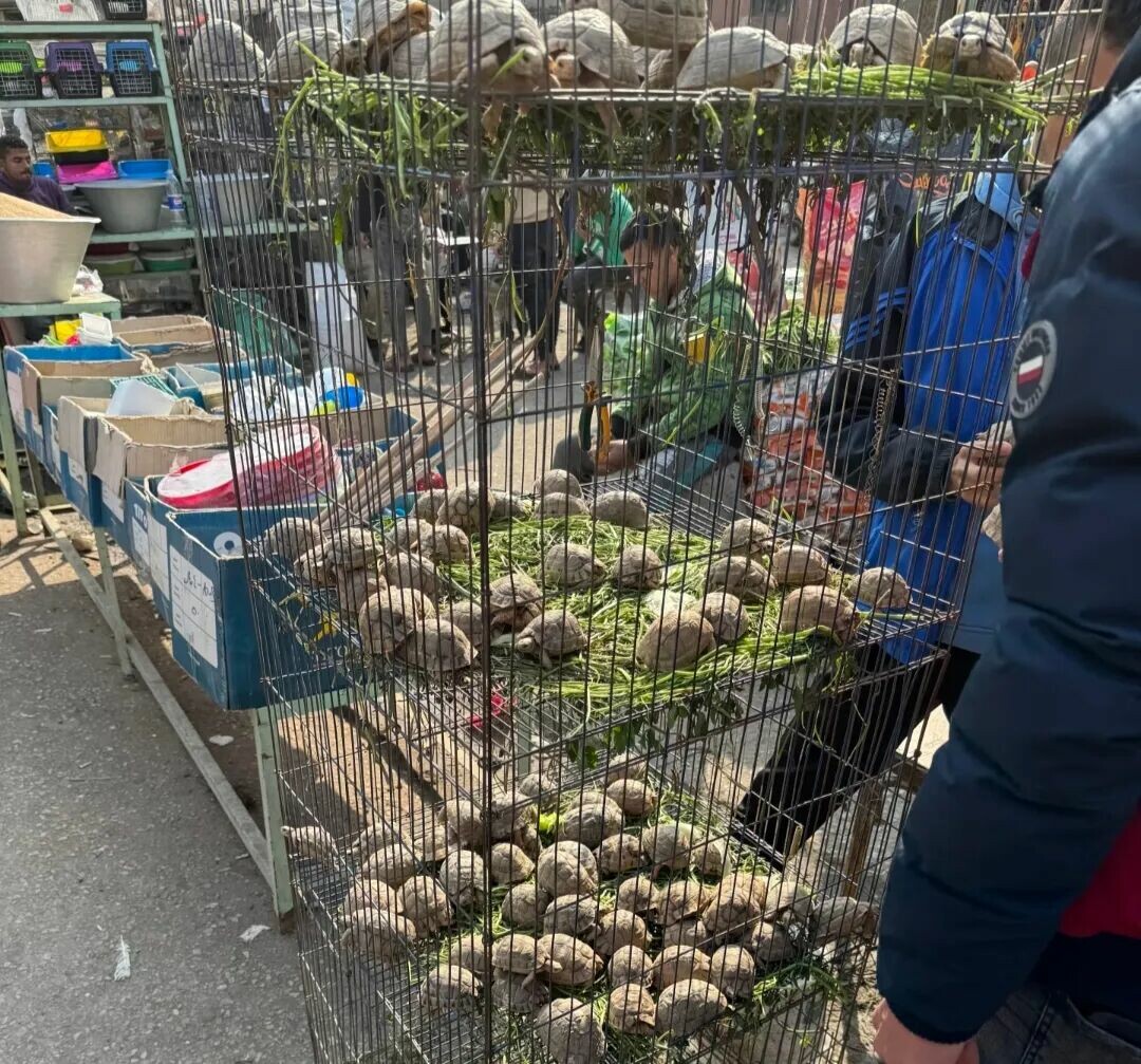 哪种乌龟长不大?10 种成年体型仅 10 厘米的迷你龟推荐