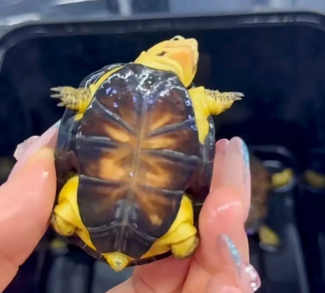 哪种乌龟长不大?10 种成年体型仅 10 厘米的迷你龟推荐