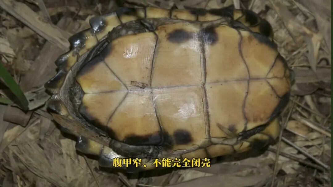 闭壳龟有多少种?13 种分类、品种介绍与真假鉴别