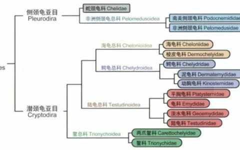 闭壳龟有多少种？13 种分类、品种介绍与真假鉴别