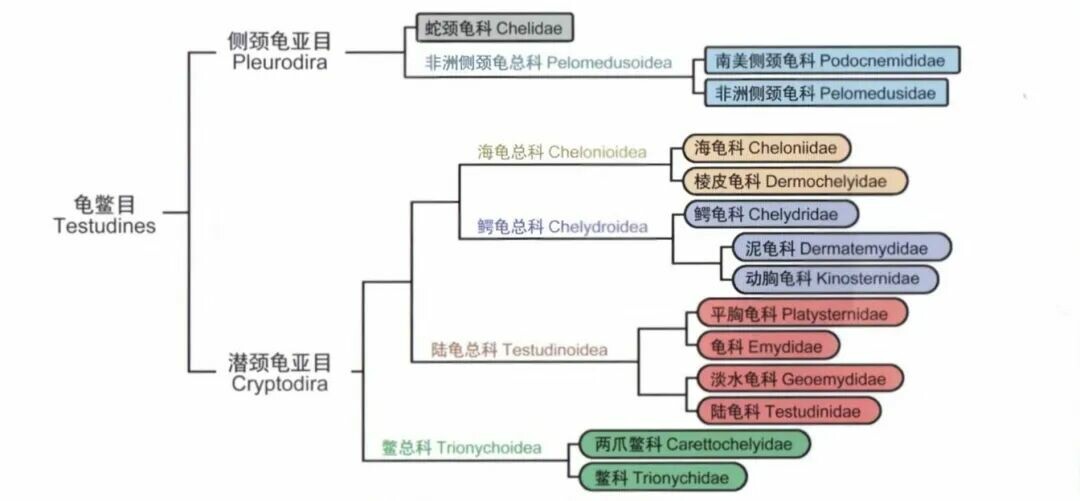 闭壳龟有多少种?13 种分类、品种介绍与真假鉴别