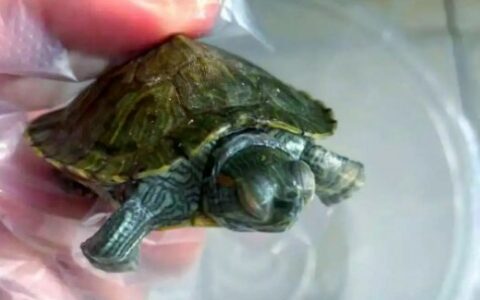 Turtle Pneumonia and Cold Symptoms, Treatment, and Prevention: A Novice’s Winter First-Aid Guide