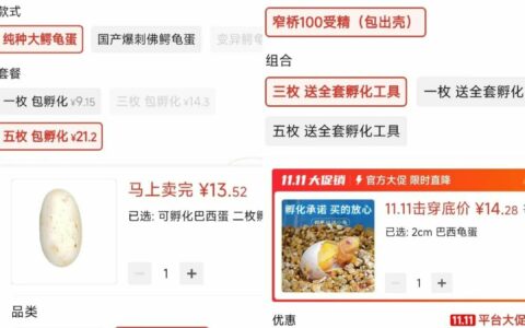 新手养龟入门攻略：选龟、饲养与禁忌，少走弯路！
