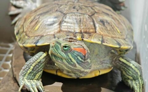 カメが動かないのは死んだから？仮死と本当の死の謎を解明、正確な見分け方を伝授