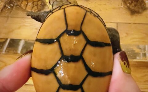 Guide to Enhancing Mud/Musk Turtle Coloration: Environment Secrets for Each Species to Achieve Stunning Body Colors