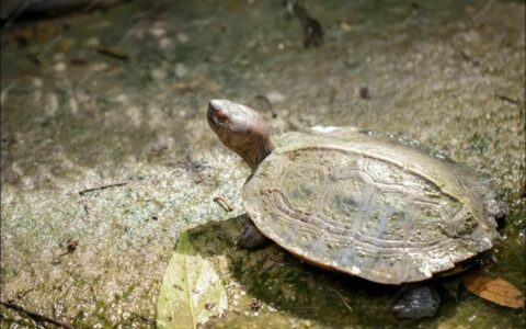 Revealing 25 Turtle Nicknames: Why Is the Asian Giant Tortoise Called the ‘Poop King’?