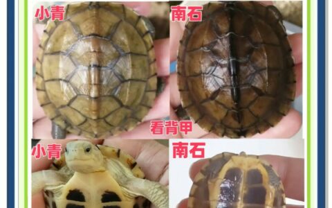 乌龟选购陷阱揭秘：警惕 4 大套路，新手买龟避坑指南！