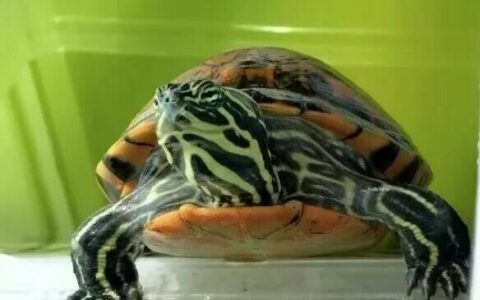 How to Raise a Pet Turtle? What Do They Eat? How Often Is It Appropriate to Change the Water?