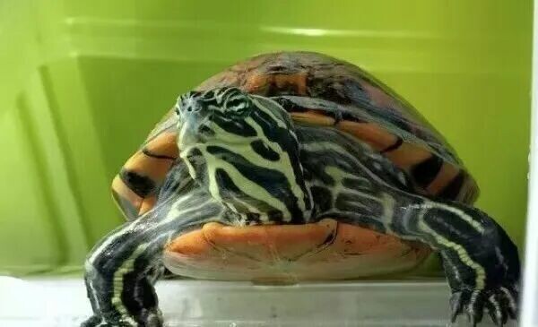 ウミガメ