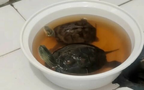 乌龟不吃东西别瞎喂！消化不良、肺炎等 3 大原因教你怎么办