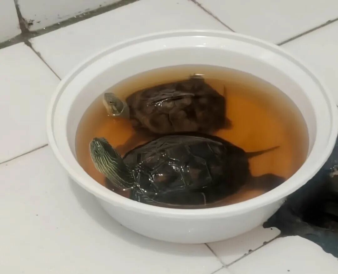 カメが餌を食べなくても、むやみに与えないで!消化不良、肺炎など 3 大原因と対処法