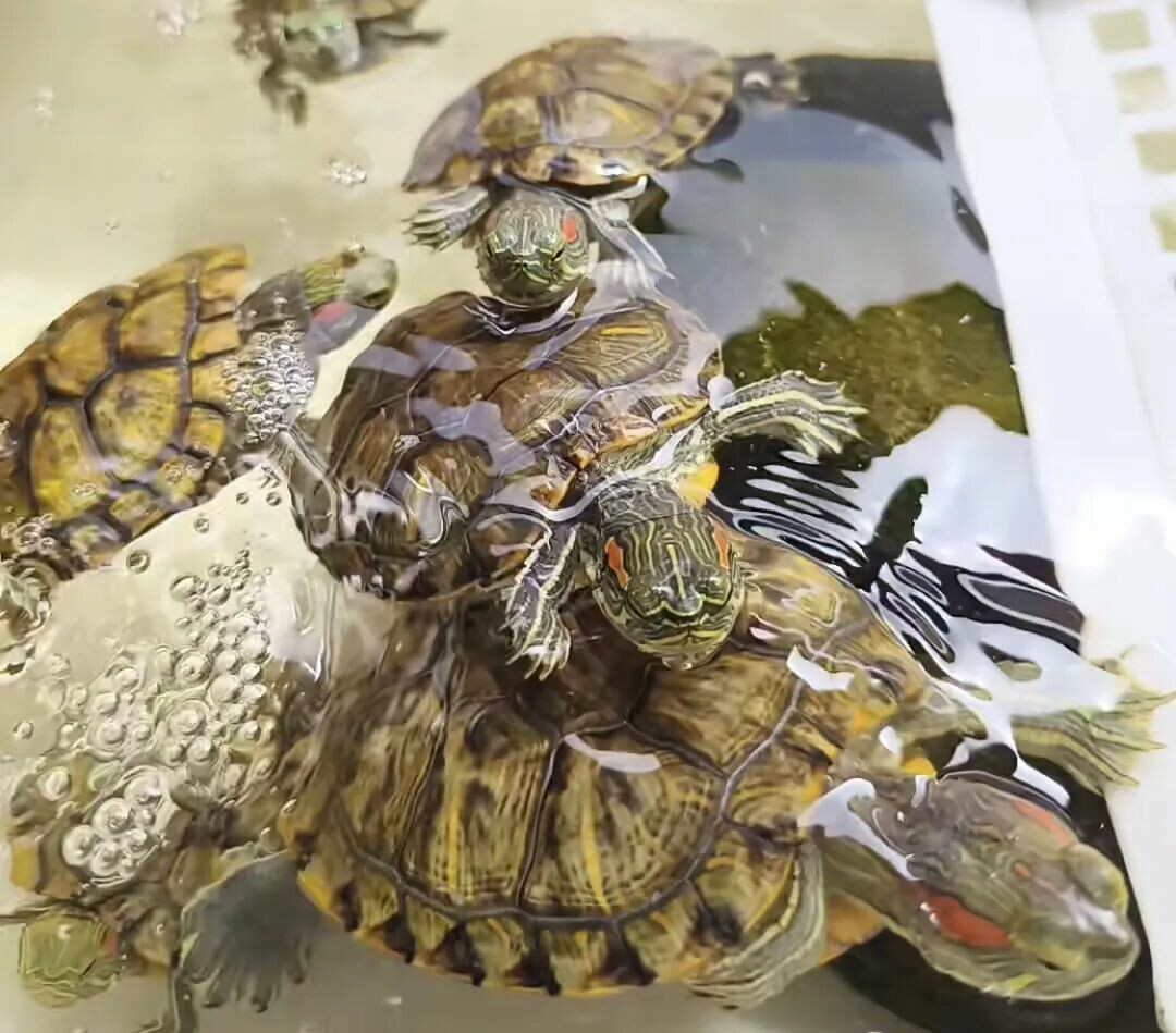 乌龟喂多少食物合适?新手养龟必看,掌握正确喂食量与频率。