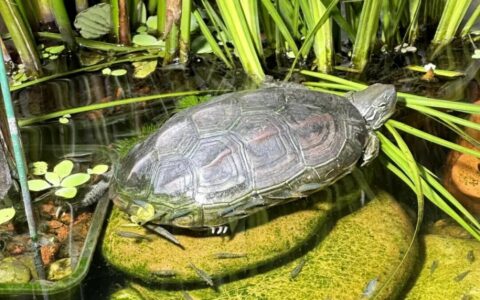 草龟一点也不难养！比巴西龟还省心 10 倍，佛系养法新手也能行