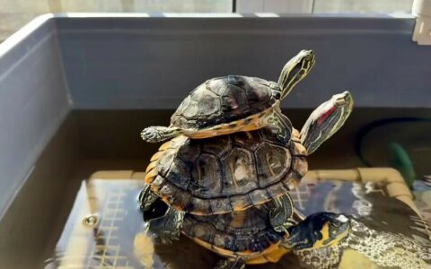 なぜカメは好んで重なって甲羅干しをするのか？これこそが健康の真実！