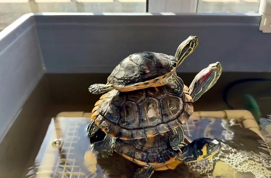 Why Do Turtles Like Stacking Up to Bask? Here is the Healthy Truth!