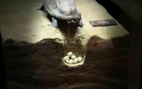 温度决定龟性别之谜：气候变暖如何导致 99% 雌性？