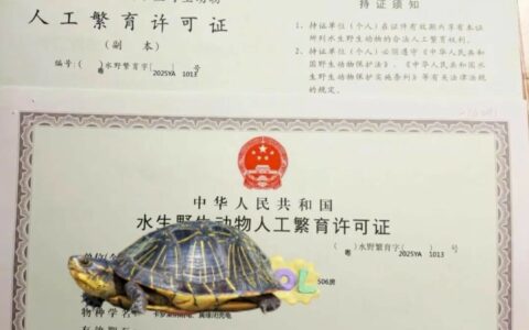 乌龟养殖证（水生动物繁育证）如何办？流程、条件、材料全解析！